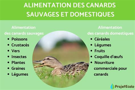que mangent les canards